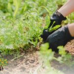 Entretien régulier du jardin