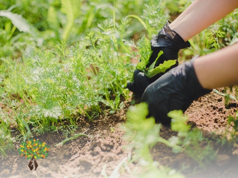 Entretien régulier du jardin
