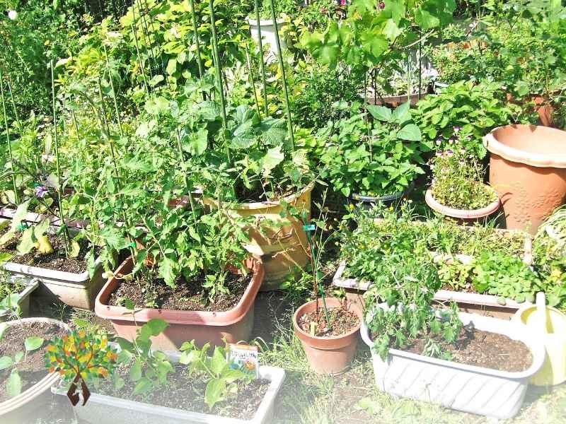 Remise en état de jardin