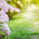 Canicule et Espaces Verts en Isère : Guide Complet de Protection