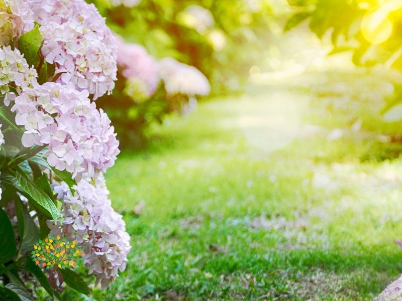 Canicule et Espaces Verts en Isère : Guide Complet de Protection