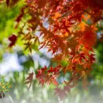 Créer un Jardin Résistant à Bourgoin-Jallieu