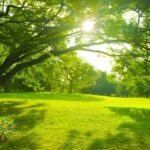 Entretien du Jardin en Canicule à Crémieu