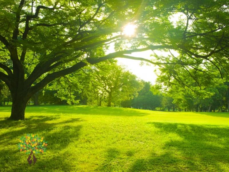 Entretien du Jardin en Canicule à Crémieu